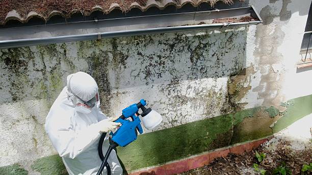 Trusted Mold Remediation service in Bellevue, IL - Cheap Mold Removal